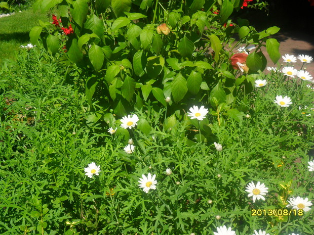 te jednoroczne tez sa posadzone w dużej donicy i tez wedruja po całym ogrodku