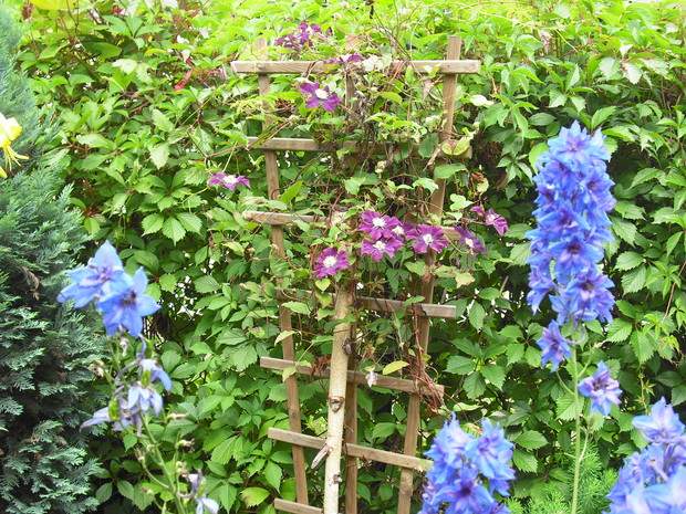 To moje ulubione kwiaty, Powojnik i Ostróżka