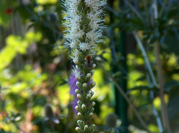 Trzmiel na Liatris (Latri Kłosowej)
