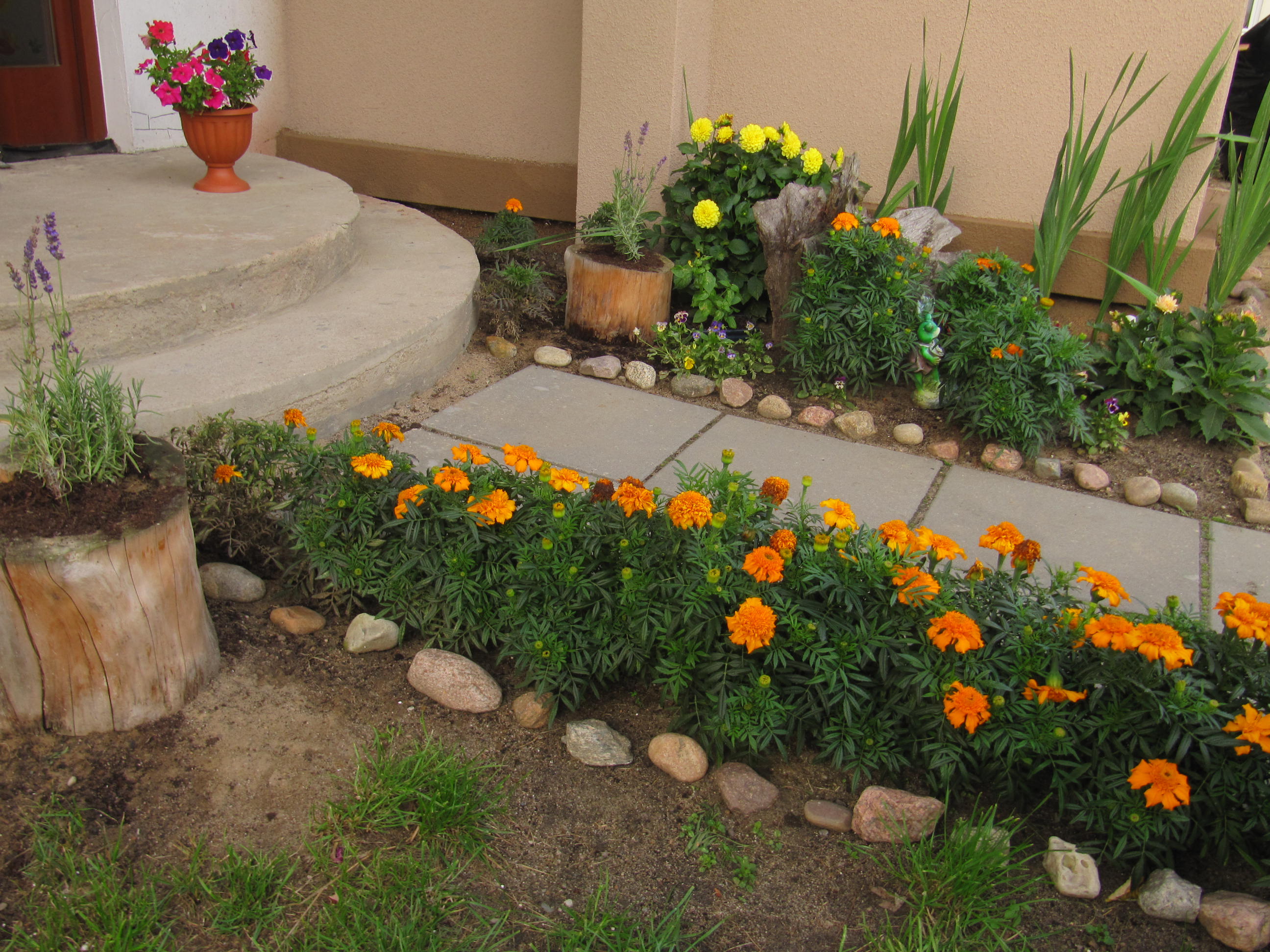 Turki wysiewam w maju z nasion w domu do skrzynek, w czerwcu przenoszę do gruntu, w sierpniu są najpiękniejsze