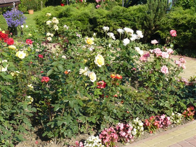 Ukochane róże mojego męża