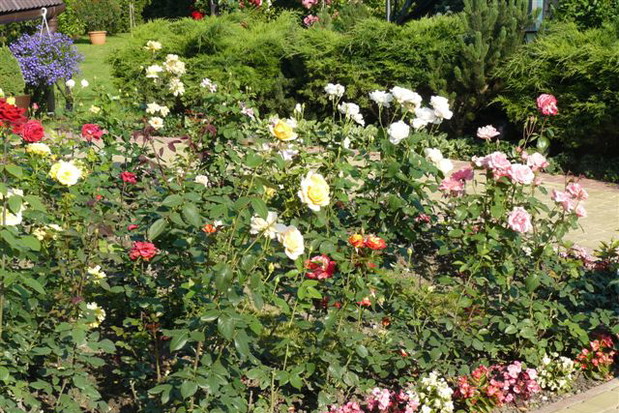 Ukochane róże mojego męża