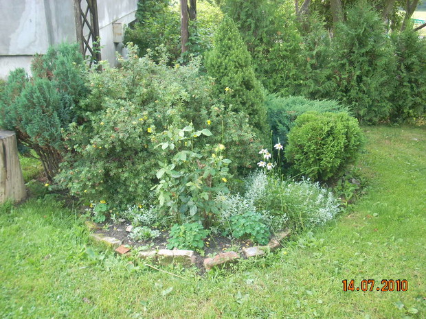 Uspokajająca zieleń.