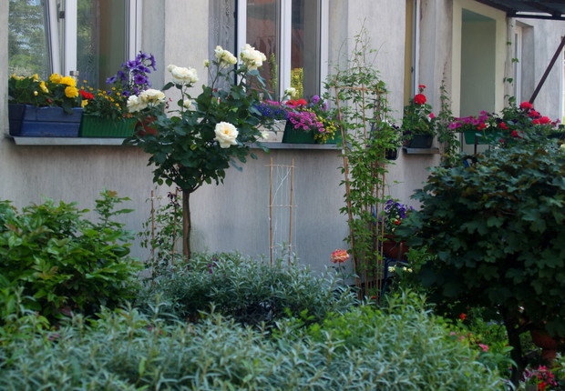W czerwcu róża szczepiona na pniu tworzy kremowe bukiety kwiatów. Pachnie zachwycająco:)