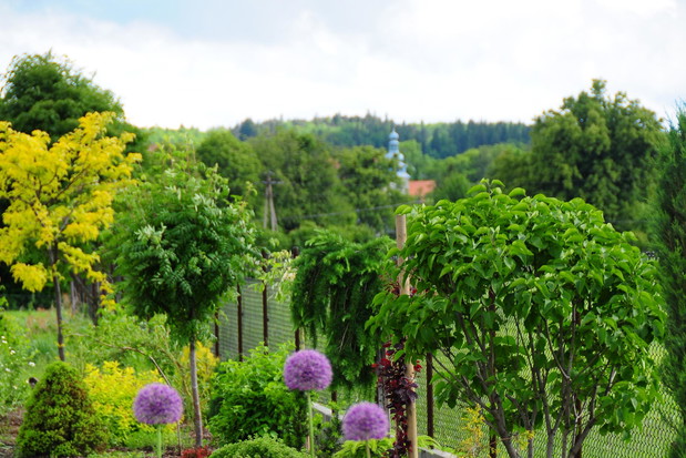 W tle wieża zabytkowego kościoła w Górkach Wielkich