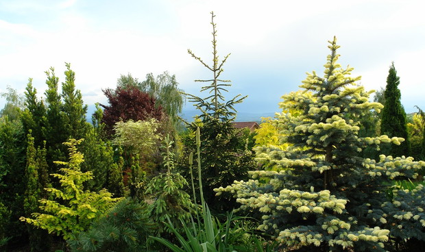 W tle wiśnia Pissardii, a na pierwszym planie iglaki w kolorowych przyrostach