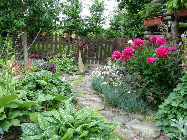 Wejście do warzywnika z kwitnącymi piwoniami i cienistą rabatą po lewej stronie, na której królują żurawki i hosty