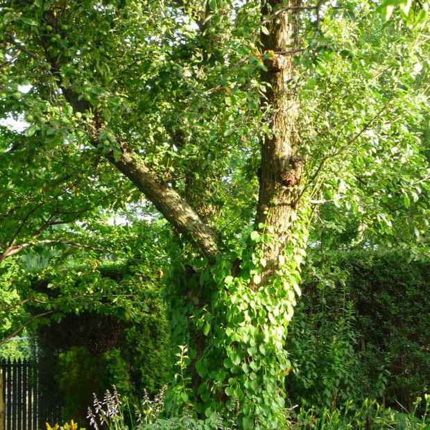 Wielka, stara jabłoń w objęciach hortensji pnącej ma u swoich stóp rabatę z hostami, liliowcami i bodziszkami.