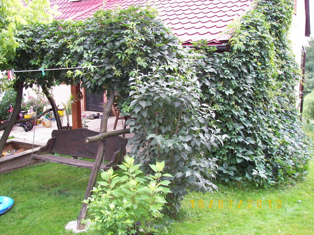 Winobluszcz pięcioklapowy skutecznie chroni przed wiatrem i okiem sąsiadów