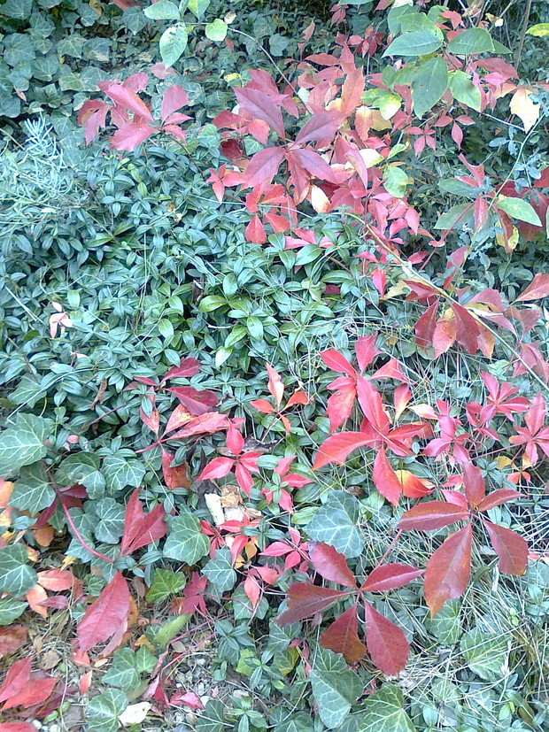 Winobluszcz stosuje jako roślinę okrywową , tu razem z barwinkiem i bluszczem.