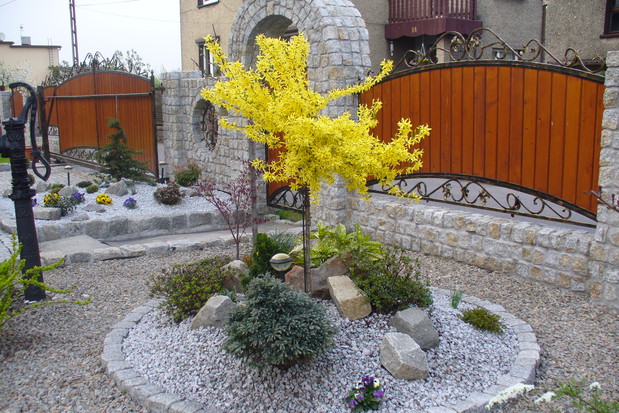 Wiosna nadeszła! Pierwsze kwitnące drzewko w ogrodzie- forsycja.