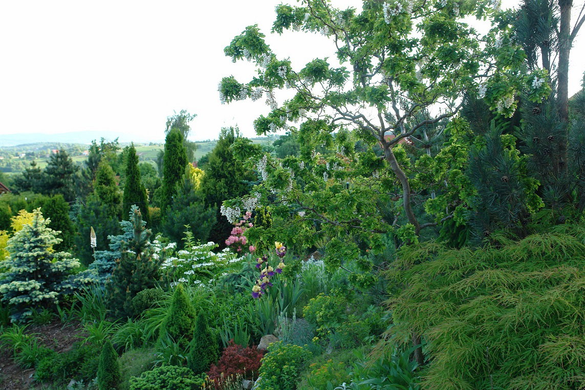 Wiosną zakwita robinia w otoczeniu klona palmowego, irysów i azalii