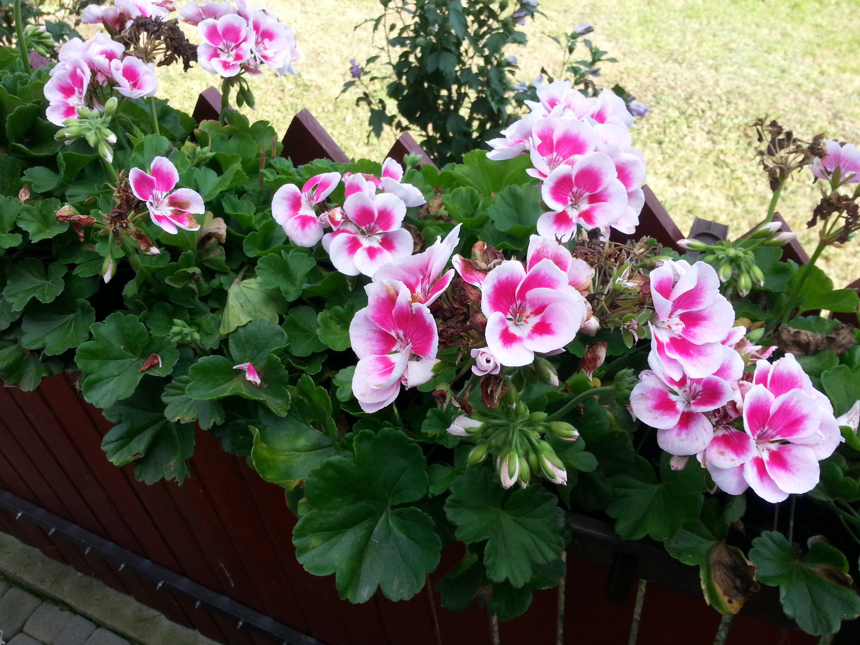 wreszcie zakwitły moje ulubione Pelargonie co roku zdobię nimi nasz kącik grilowy