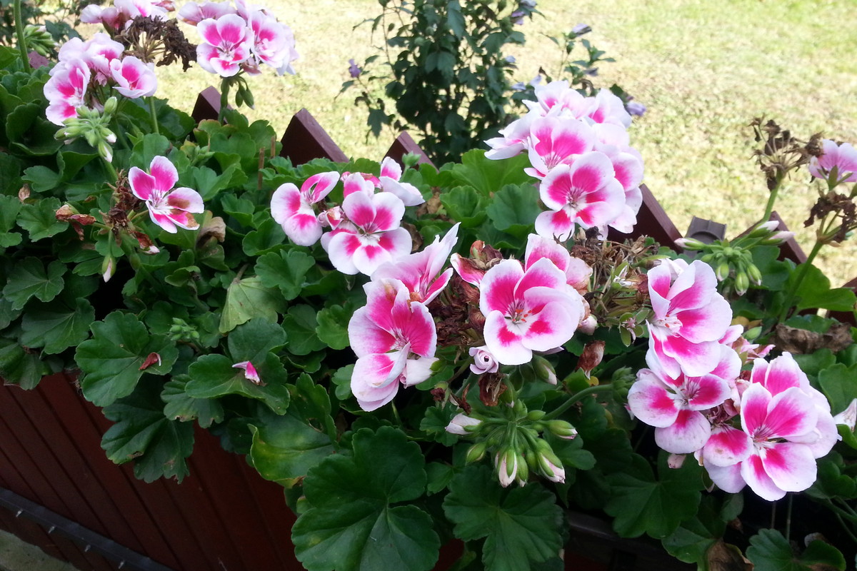 wreszcie zakwitły moje ulubione Pelargonie co roku zdobię nimi nasz kącik grilowy