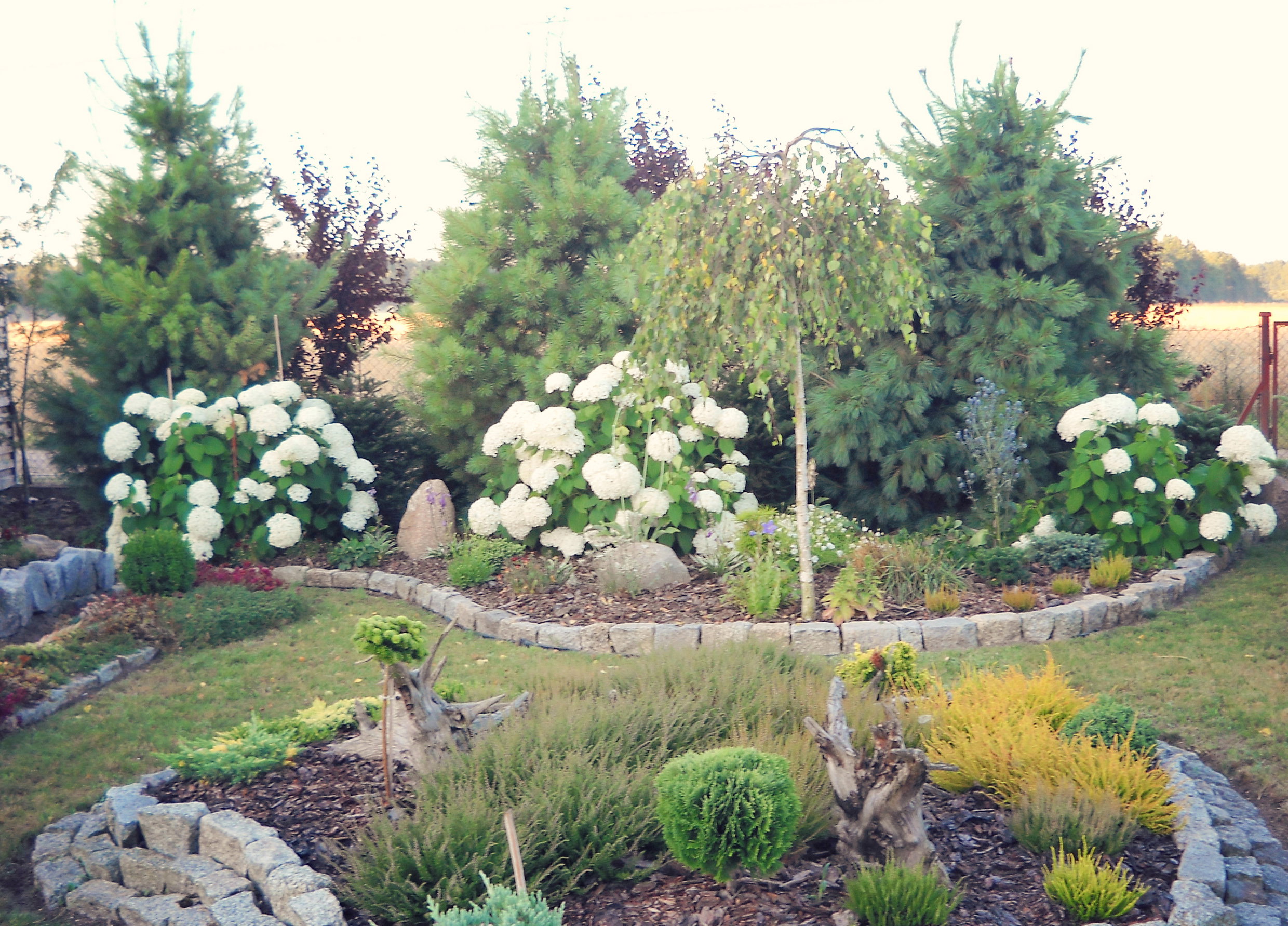 Wrzosy a w dali hortensje