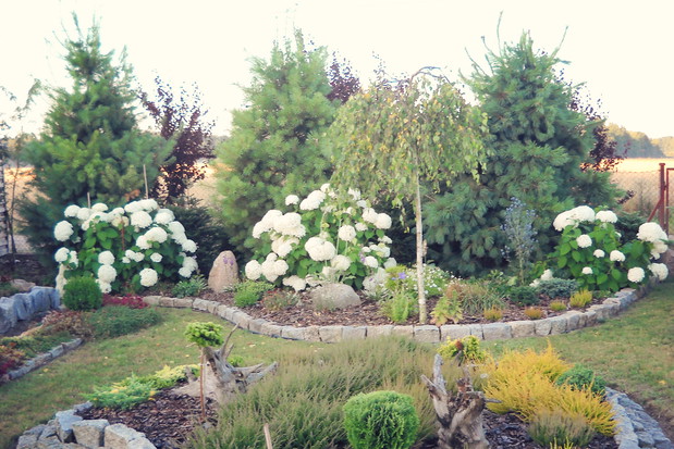 Wrzosy a w dali hortensje