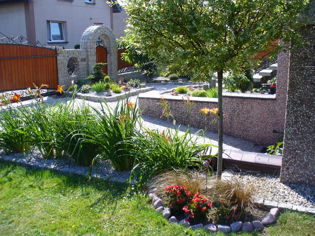 Wzdłuż zjazdu do garażu kwitną liliowce, a nad nimi "czuwa" wierzba  hakuro o pięknie przebarwiających się liściach.