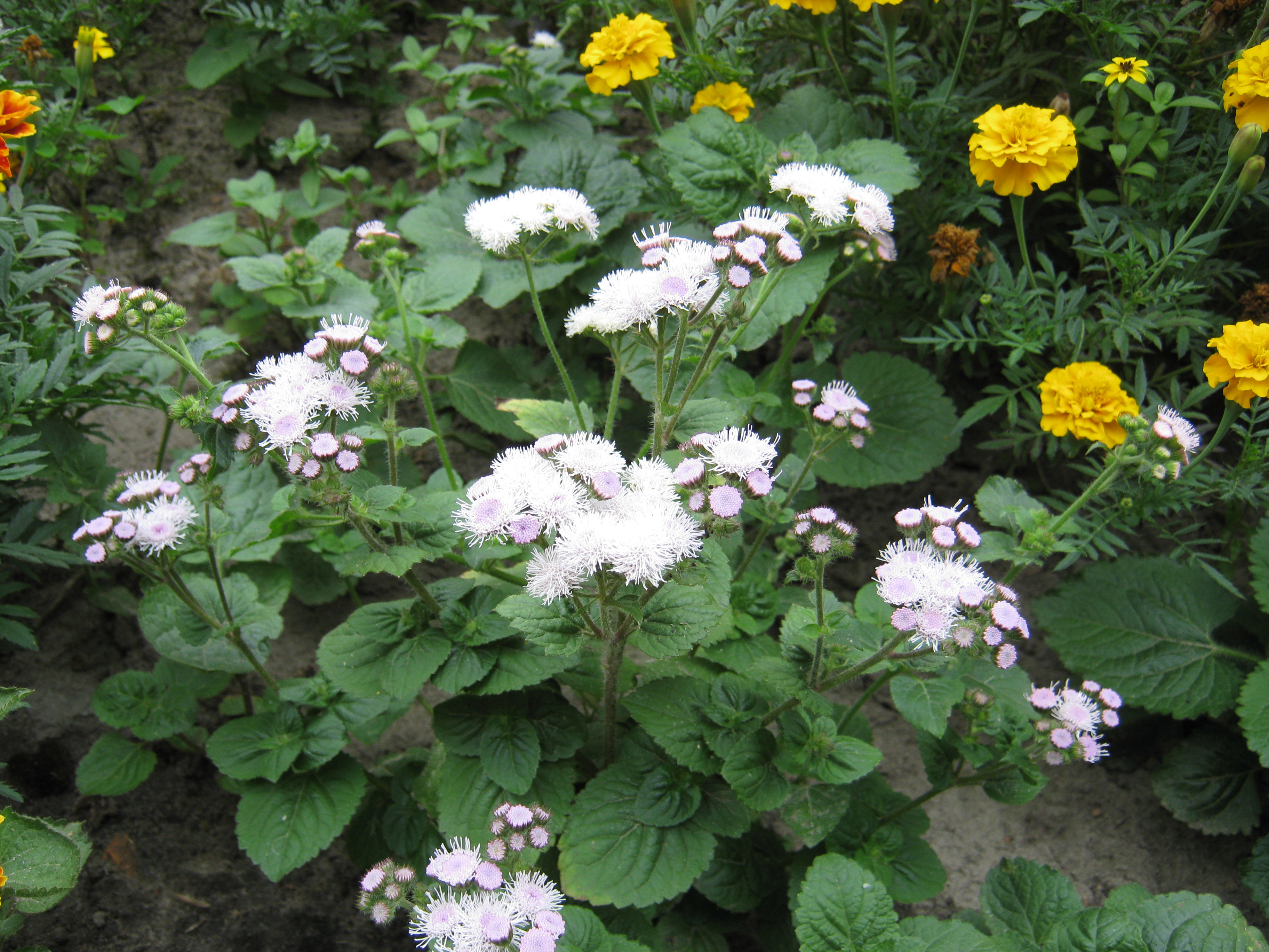 Żeniszek meksykański 