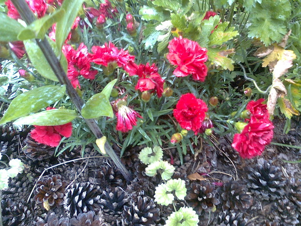 Ziemię pod goździkami obsypałam szyszkami