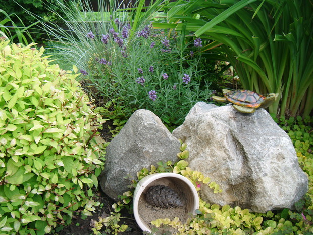 Żółwik odpoczywający na kamieniu wśród pachnącej lawendy