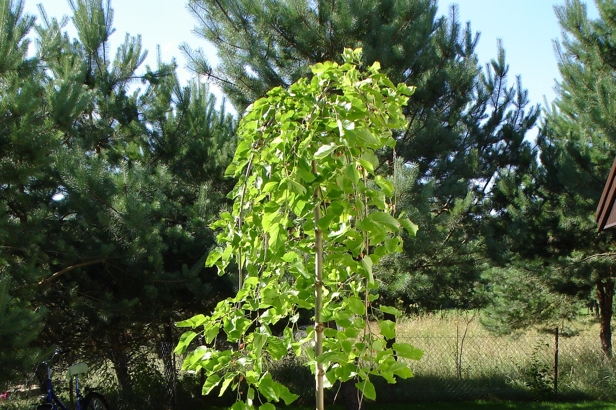 1. Morwa biała pendula.