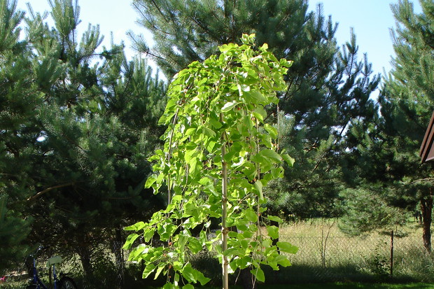 1. Morwa biała pendula.