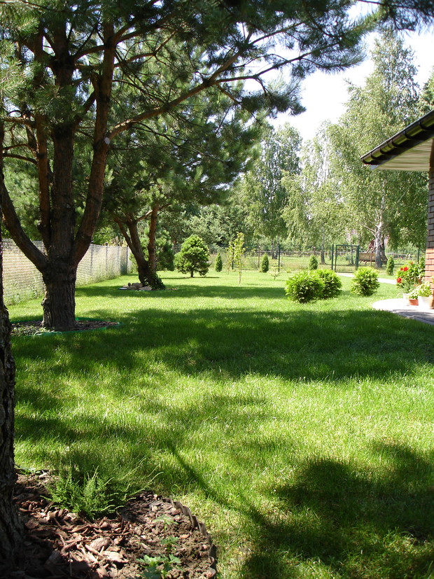 10. Duże sosny tworzą specyficzny klimat na naszej działce.