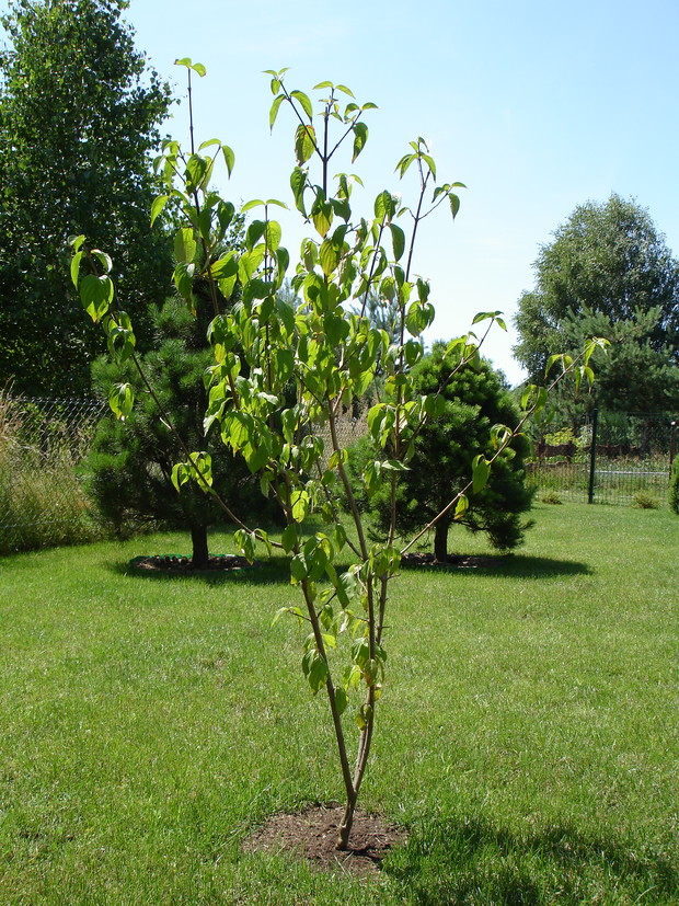4. Dereń jadalny – odmiana Golden Glory.
