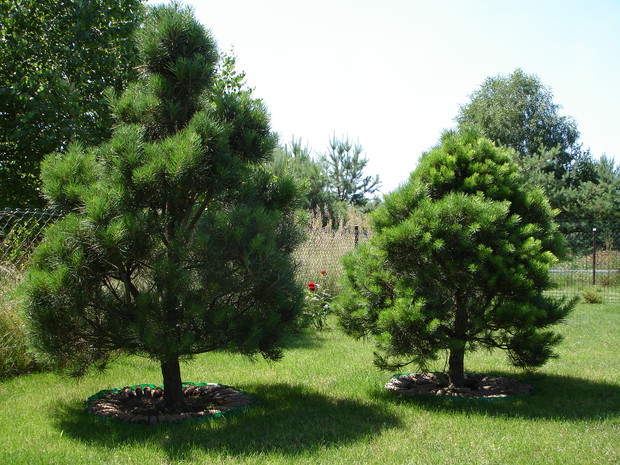 5. Rozpoczęliśmy kształtowanie sosen.