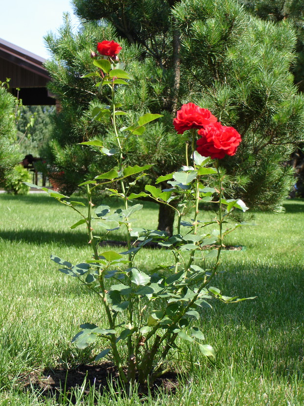 6. Nasza działka położona jest przy Alei Róż – nazwa zobowiązuje.