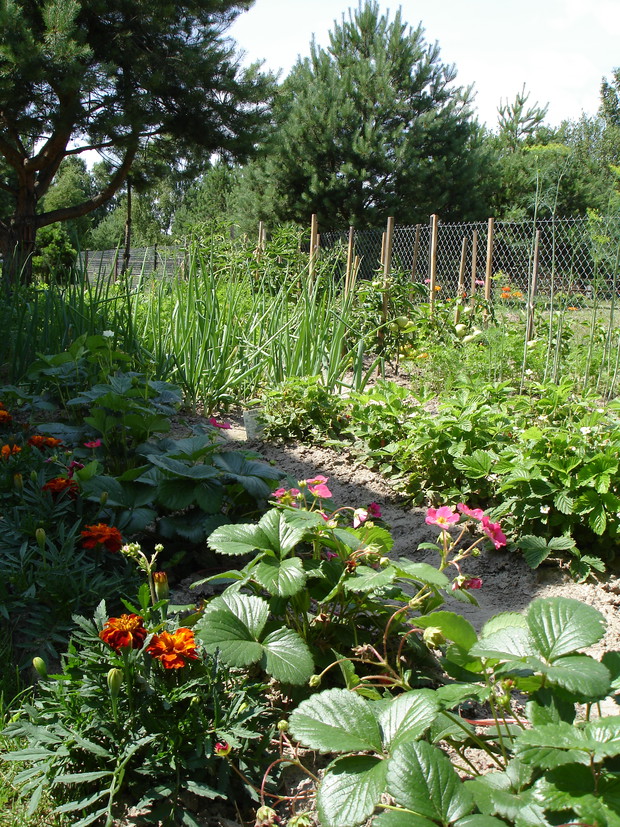 8. Warzywnik jest oczkiem w głowie i dumą mojej żony.