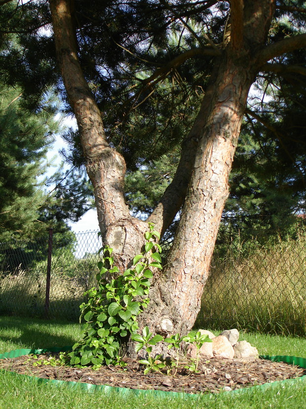 9. Dobrana para – sosna zwyczajna i hortensja pnąca.