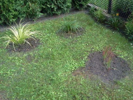 A  to 3  różne  trawki  niskie , taka ozdoba mojego ogródka .