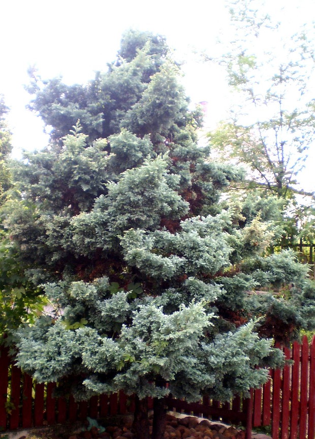 A to najstarszy iglaczek w naszym ogrodzie