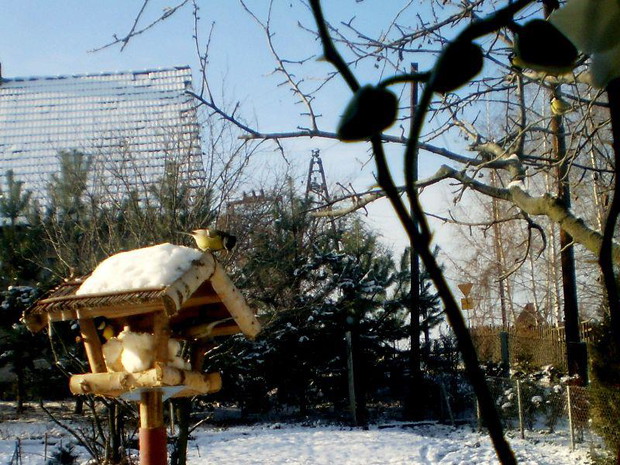 A zimą sikorki cieszą oczy tuż za oknem