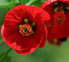 Abutilon szybko się rozrasta, dlatego aby korony utrzymały zwarty pokrój, należy często je ciąć