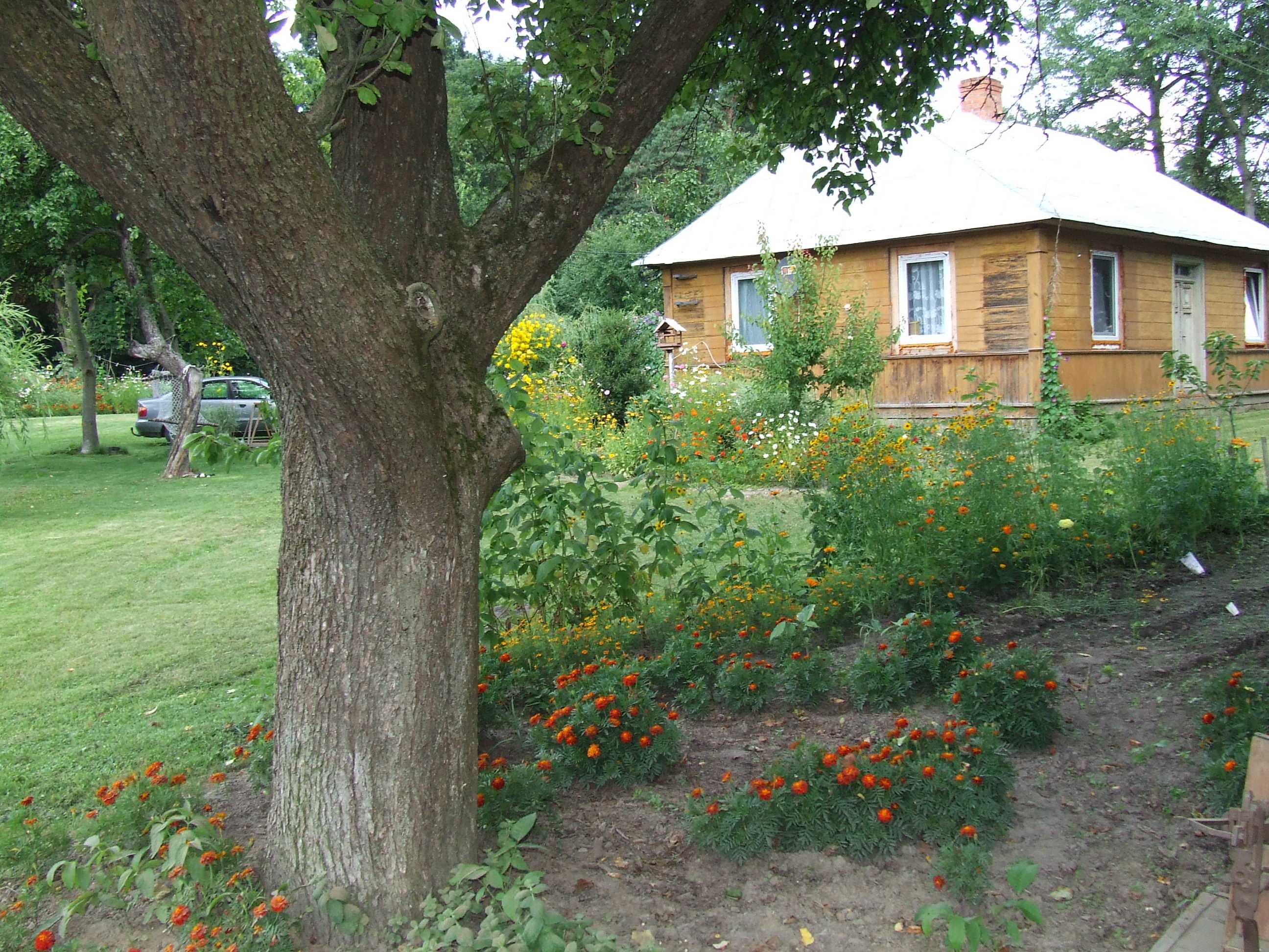 Aksamitki niezawodnie kwitną do pierwszych mrozów