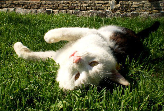 Antoś uwielbia wygrzewać się w słońcu