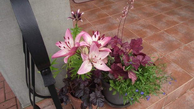 aranżacja doniczkowa;-)