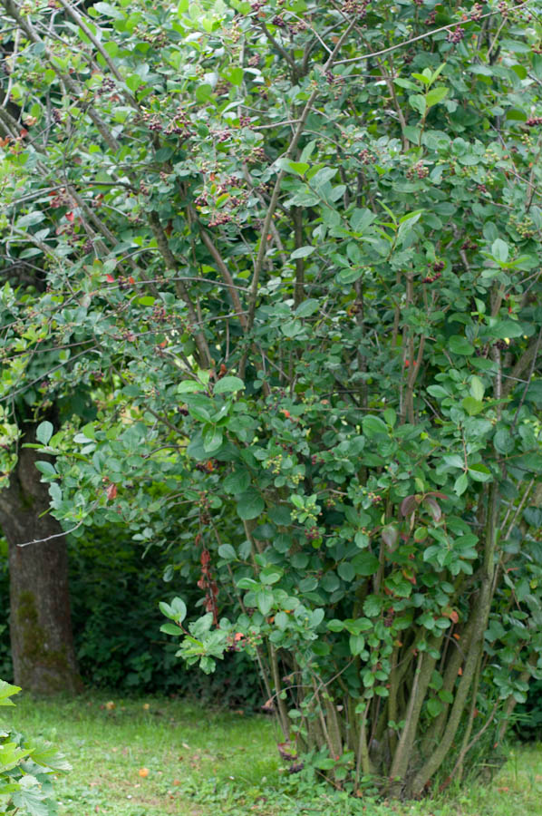 aronie, dobra na ciśnienie