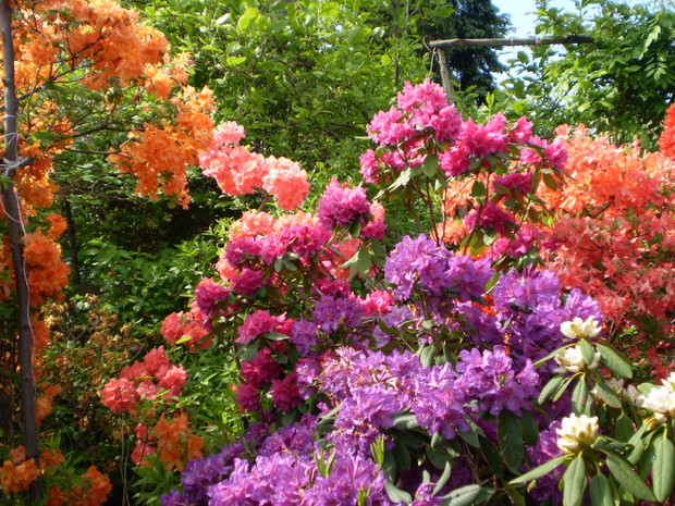 azalie i różaneczniki