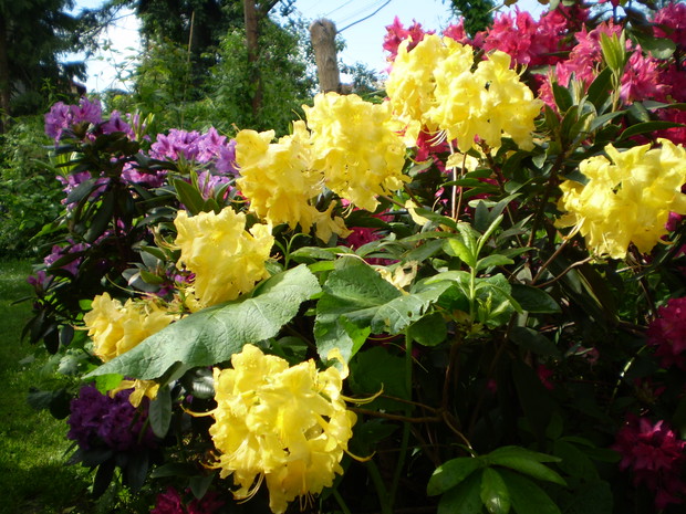 Azalie i różaneczniki