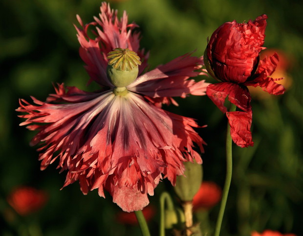 Balet maku syberjskiego