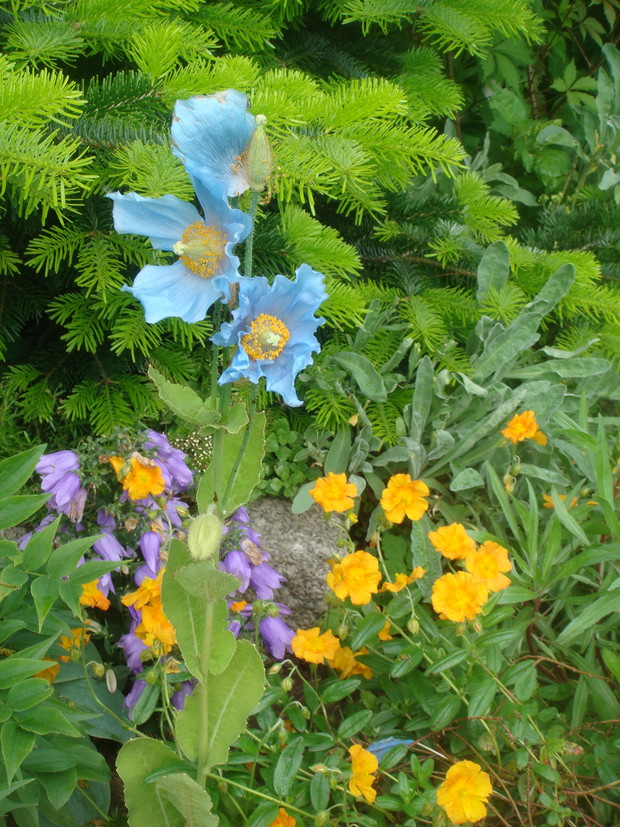 bardzo lubię zapraszać ciekawe roślinki do mojego ogrodu Mekonops ,zbieram nasionka z niego wrazie gdybym nie zobatrzyła go wiosną ,zachwycił mnie a Was?