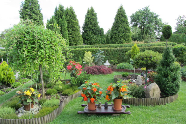 Begonie na tle ogrodu