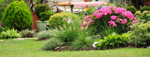 Bukiet różowego floksa