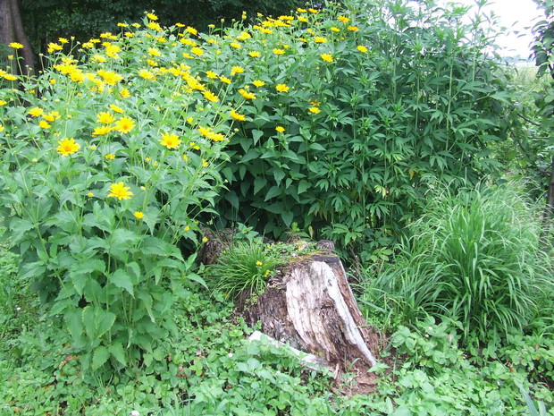 Było sobie wielkie drzewo, potem wielki pniak, który obrósł poziomkami, a dziś...