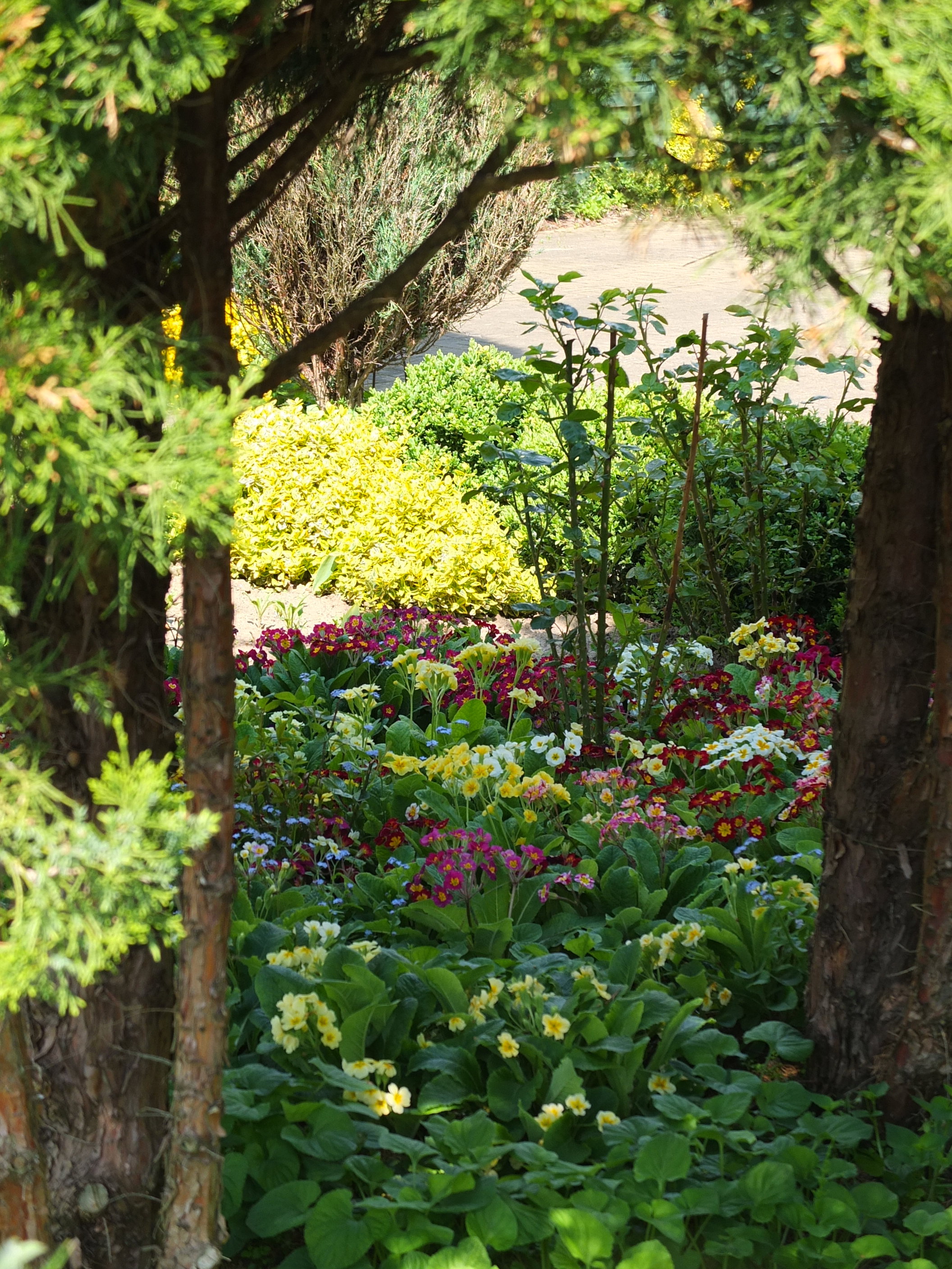 cień iglaków chroni liście prymulek przed ostrymi promieniami słońca