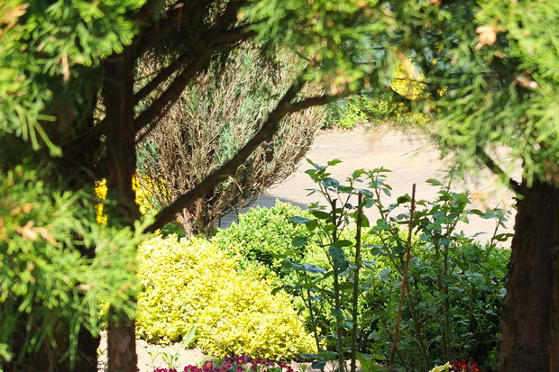 cień iglaków chroni liście prymulek przed ostrymi promieniami słońca