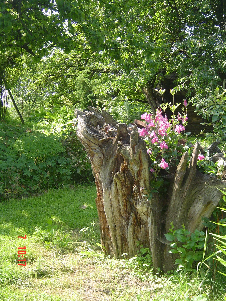 clematis całolistny na pniu 